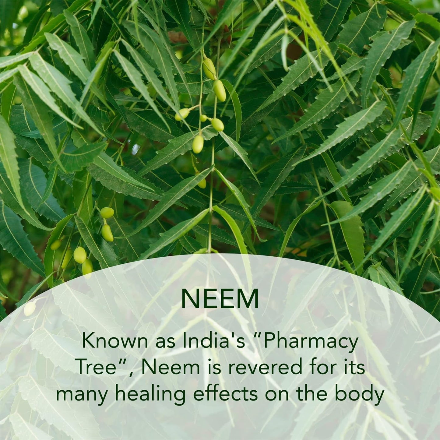 SUNDARI Neem and Avocado Balancing Moisturizer – 1.7 Fl Oz, Hydrating Face Cream with Neem, Smoother Texture, Healthier Skin, All Natural Botanicals